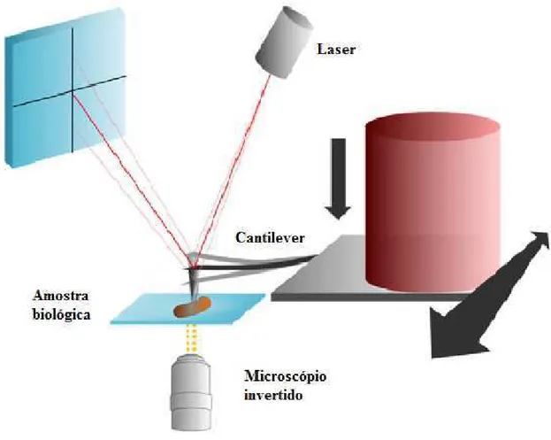Figura 8- Desenho esquemático da técnica de Microscopia de Força Atômica. 