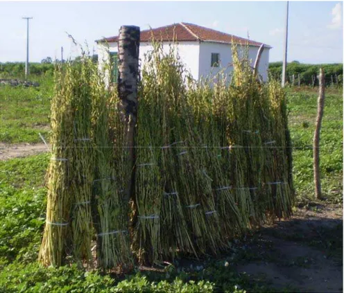 Figura 2 - Plantas de gergelim (Sesamum indicum) variedade BRS   Seda recém colhido e sendo secado ao sol em Sousa na PB, 2008