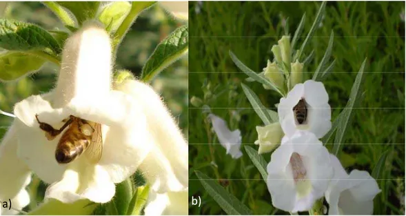 Figura 9: a) Apis mellifera coletando pólen com as corbículas contendo pólen na flor do  gergelim (Sesamum indicum) e b) Apis mellifera coletando néctar com o corpo  completamente dentro da flor em Barbalha, CE 