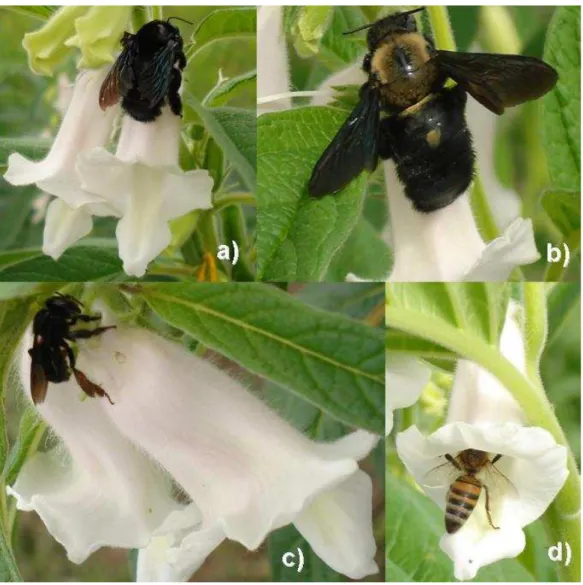 Figura 11: Padrão de comportamento de quatro  espécies  de  abelhas  em  Barbalha,  CE