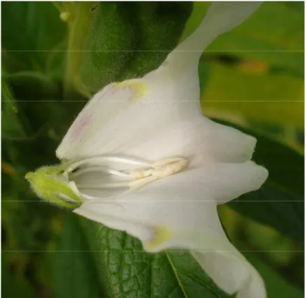Figura 12 – Corte na flor do gergelim (Sesamum indicum), cultivar G2, com as anteras  liberando pólen às 7:00h em Barbalha, CE, 2008