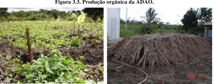 Figura 3.3. Produção orgânica da ADAO. 