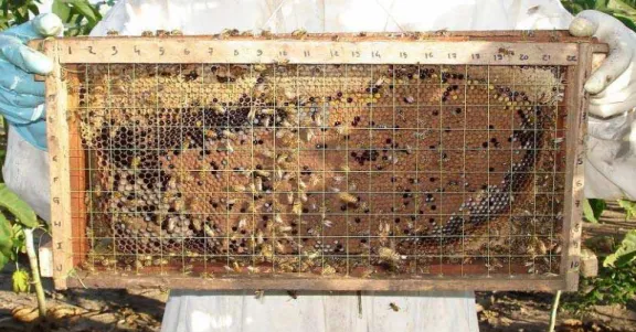FIGURA 5: Suporte de madeira utilizado para realizar os mapeamentos dos quadros de ninhos  das colônias de Apis mellifera em Canto do Buriti, PI, durante a execução do  experimento