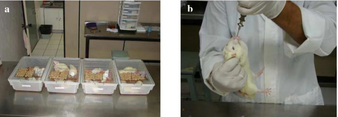 FIGURA 7: Animais acondicionados em caixas plásticas (a) e administração do mel de  mamoneira através de cânula (b), por um período de 60 dias realizado no Laboratório  de Experimentação Animal, do Centro de Ciências da Saúde da Universidade de  Fortaleza 