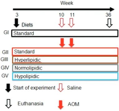 FIGURE 1 – Experimental design showing the groups and the respective  periods during the study.