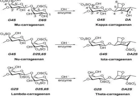 Figura  1  –  As  diferentes  estruturas  das  unidades  diméricas  repetidas  de  carragenanas  comerciais  e  estruturas  relacionadas