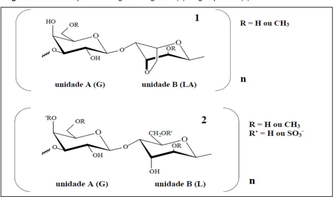 Figura 2 - Estrutura química da agarana: agarose (1) e agaropectina (2) 