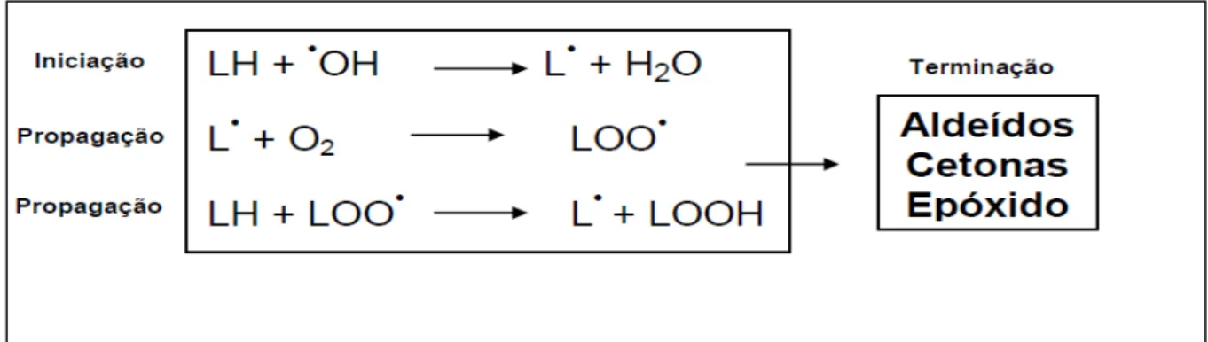 Figura 9 - Representação das fases da peroxidação lipídica (LH: ácido graxo insaturado;  L˙:  radical  lipídico; LOO ˙ : radical peroxila e LOOH: hidroperóxido lipídico) 