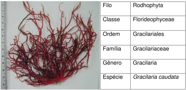 Figura 13 - Aspecto macroscópico da alga marinha vermelha Gracilaria caudata e sua classificação  taxonômica    Fonte: Barros (2011)