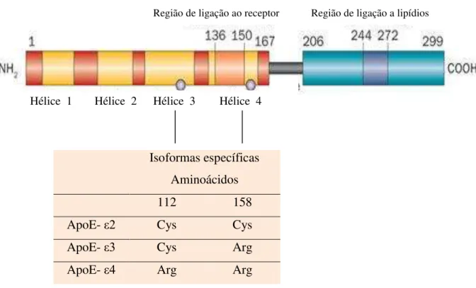 FIGURA 3  –  Representação esquemática da posição do polimorfismo do gene da  apoE,  nos  resíduos  112  e  158,  determinando  as  3  isoformas  da  proteína