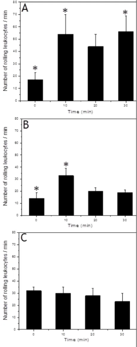 Figure 3: Rolling leukocytes in function of time. The (A): free BV; (B): MS-PLGA or (C): BV-loaded MS were added to mice  cremaster muscle postcapillary venules (to observe leukocyte rolling as inflammatory marker)