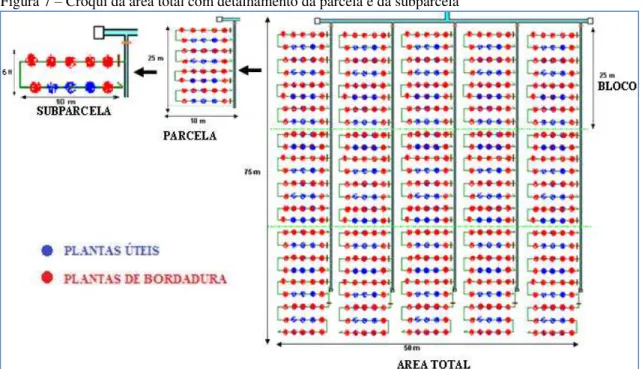 Figura 7  –  Croqui da área total com detalhamento da parcela e da subparcela 