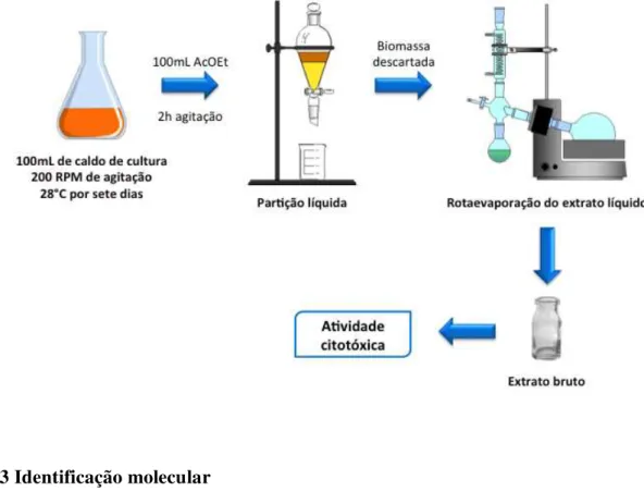 Figura  7  -  Método  empregado  na  obtenção  dos  extratos  do  caldo  de  fermentação  das  bactérias  recuperadas do sedimento do Arquipélago Fernando de Noronha, PE