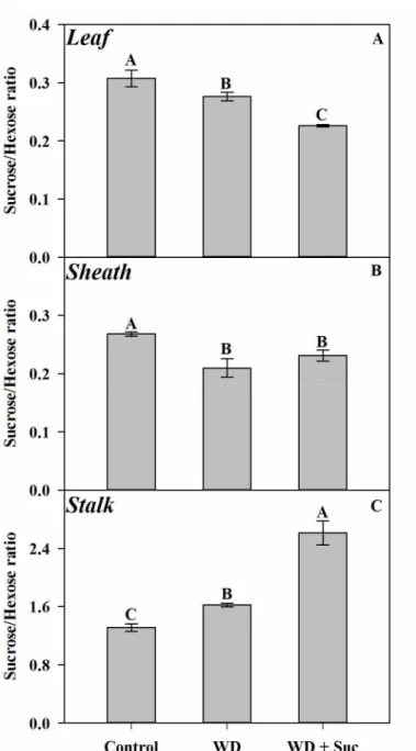 Figure 8: Sucrose/hexose ratios measured in sugarcane plants subjected to water deficit for five  days (WD) and spayed with 50 mM sucrose (WD + Suc)