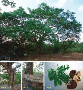 Figura 7 – Árvore da Timbaúba (Enterolobium contorisiliquum) 1) Árvore;  