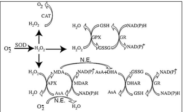 Figura  1.  Rede  de  reações  das  principais  enzimas  antioxidantes  vegetais  (GSH  =  Glutationa reduzida; GSSG = Glutationa oxidada; MDA = Monodehidroascorbato; AsA 