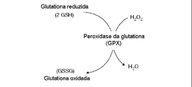 Figura 2. Exemplo de reação da GPX, utilizando H 2 O 2  e GSH como substratos. 