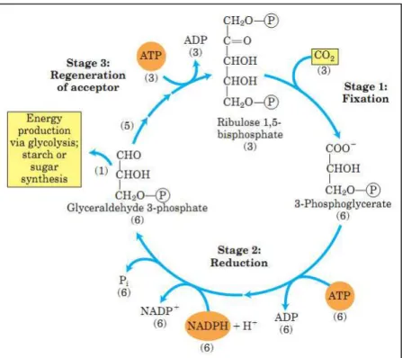 Figura 4. Ciclo de Calvin-Benson e as suas três etapas: fixação do CO 2  pela Rubisco  (1), redução do 3-fosfo-glicerato (2) e regeneração do aceptor (3)