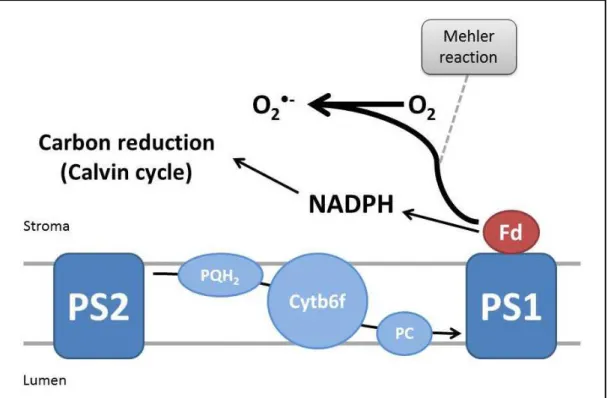 Figura 6. Esquema da localização da reação de Mehler na cadeia transportadora de  elétrons da fotossíntese
