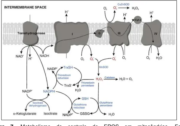 Figura  7.  Metabolismo  do  controle  de  EROS  em  mitocôndrias.  Fonte: 