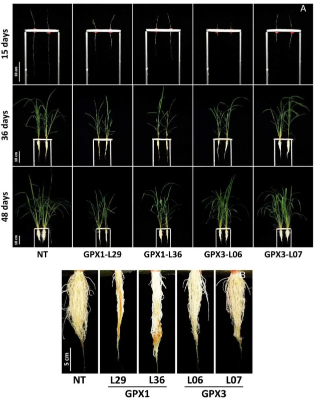 Figura 2. Caracterização do crescimento de plantas de arroz não transformadas (NT)  e  linhagens  silenciadas  para  OsGPX1  (L29  e  L36)  ou  OsGPX3  (L06  e  L07)  representativas  com  15  (figuras  superiores),  36  (figuras  medianas)  e  48  (figura