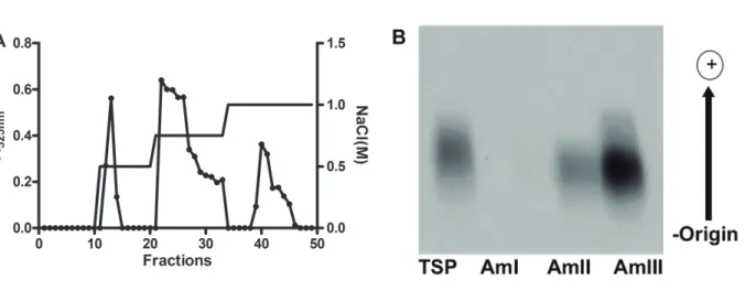 Fig. 2. Effect of administration of AmII on the writhing response induced by acetic acid