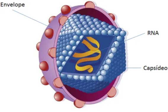 Figura 1 - Estrutura do vírus da hepatite C (SUZUKI;AIZAKI et al., 2007) 