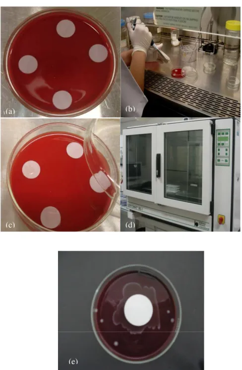 FIGURA 4: a -Membranas de nitrocelulose 13 mm de diâmetro dispostas sobre BHIA+S; b- b-Inoculação das membranas com pipeta automática em câmara de fluxo laminar; c-Membranas  inoculadas  com  E.faecalis  em  suspensão;  d-Incubação  em  estufa  a  35ºC;  e