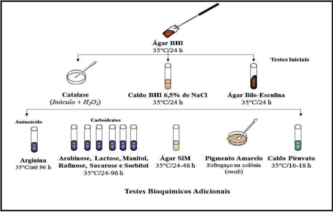 Figura 5  –  Caracterização do gênero  Enterococcus  e identificação das espécies. 