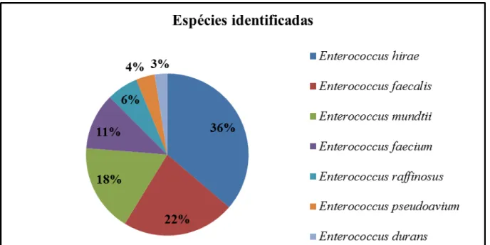 Gráfico  1 –  Identificação  e  frequência  das  espécies  de  Enterococcus  isoladas  do  entorno  da  pluma do emissário submarino de Fortaleza – CE