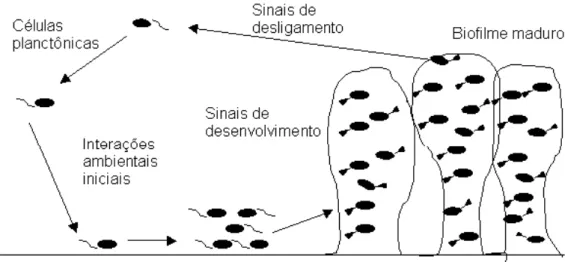 Figura 1- Modelo de desenvolvimento do biofilme segundo Stoodley et al. (2002) 