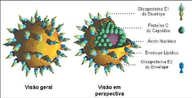 Figura 3: Representação esquemática do vírus da hepatite C. 