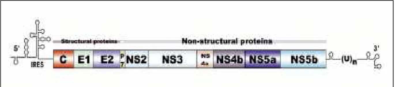 Figura 5: Organização do genoma do VHC, mostrando as regiões não-traduzidas 5’ e 3’, 