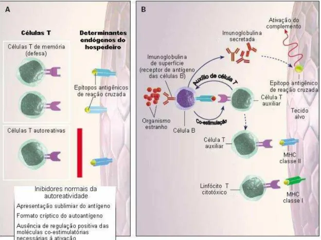 Figura 8: Repertório da imunidade periférica e mimetismo molecular. As células T  circulantes têm um espectro de especificidade (Painel A)