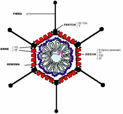 FIGURA  1  –  Representação  esquemática  de  uma  partícula  de  adenovírus.  Fonte: 