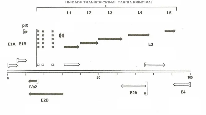 FIGURA 2 – Padrão de transcrição do genoma do adenovírus. Fonte: Ruuskanen; Meurman; 