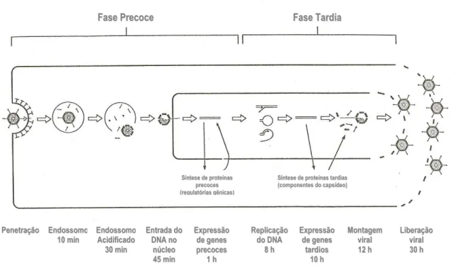 FIGURA  3  –  Representação  esquemática  do  ciclo  de  replicação  do  adenovírus.  Fonte: 