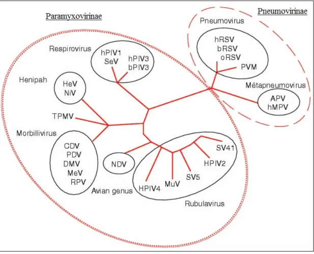FIGURA  1  –  Classificação  dos  membros  da  família  Paramyxoviridae.  Disponível  em: 