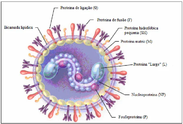 FIGURA 3 – Representação esquemática do metapneumovírus humano. Figura modificada a  partir  de:  Disponível  em:  The  New  England  Journal  of  Medicine 