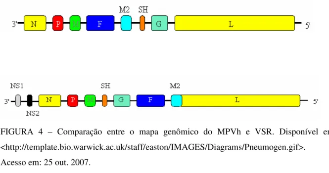 FIGURA  4  –  Comparação  entre  o  mapa  genômico  do  MPVh  e  VSR.  Disponível  em: 