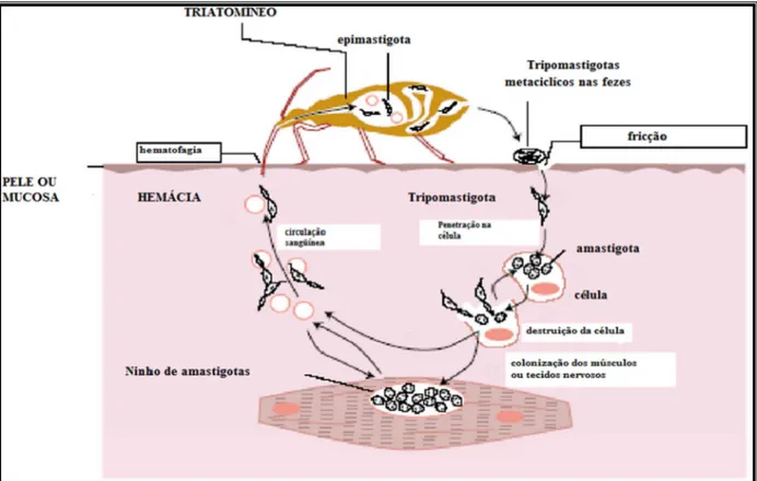 Figura 1 – Ciclo biológico do Trypanosoma cruzi. 