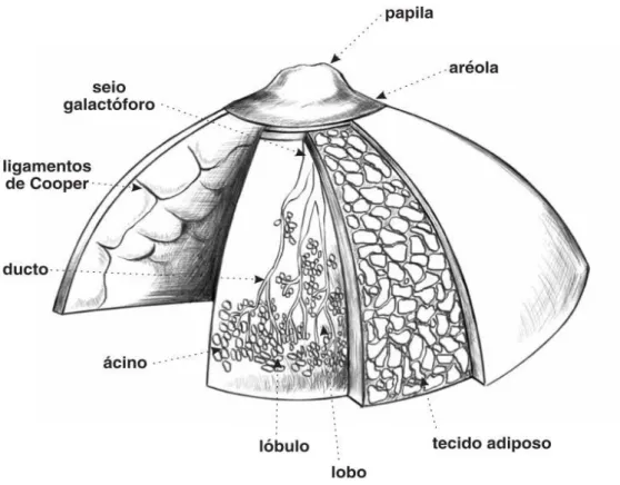 FIGURA 1 - Anatomia da mama normal em planos (MINISTÉRIO DA SAÚDE, 2002). 
