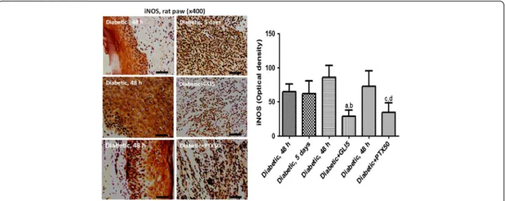 Figure 7 Representative photomicrographs of immunohistochemistry assays for iNOS (x400) showing that pentoxifylline (PTX, 50 mg/kg) or glibenclamide (GLI, 5 mg/kg) 5-day treatments decrease the immunoreactivity for iNOS in paws from diabetic rats, as relat