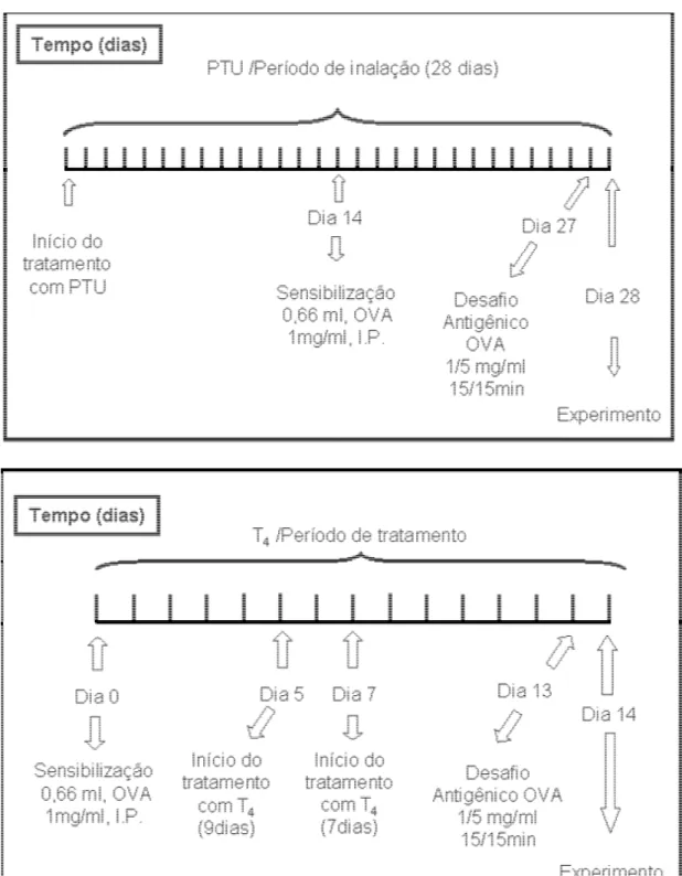 Figura 1 -Representação esquemática do tratamento com PTU ou com L- tiroxina  (T 4 ), seguido de sensibilização e desafio antigênico com ovalbumina 