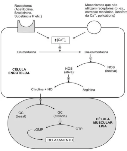 Figura 2. Regulação da guanilato ciclase solúvel no músculo liso pelo NO formado no endotélio  adjacente (Knowles et al., 1989)