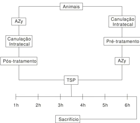 Figura 3 - Esquema ilustrativo do protocolo experimental utilizado no estudo da modulação central na  artrite induzida por zymosan em ratos
