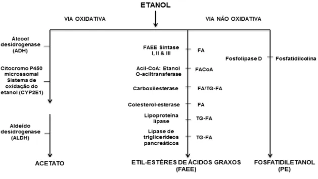 Figura  2.  Vias  de  metabolização  do  etanol  –   oxidativa  e  não  oxidativa.  Fonte:  (Best  e  Laposata, 2003)
