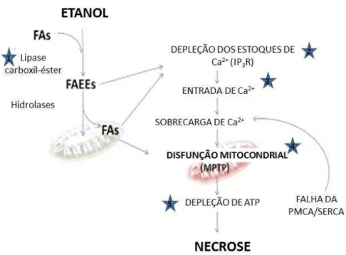 Figura 3. Mecanismo da lesão pancreática com participação dos ácidos graxos (FA) e dos  étil-estéres de ácidos graxos (FAEEs)