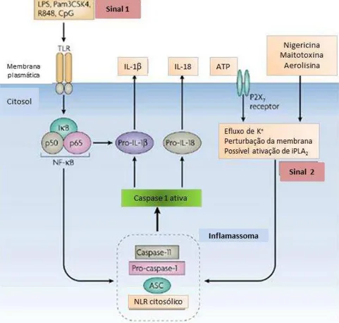 Figura 7. Sequência de eventos decorrente da ativação do inflamossoma NLRP 3. Sinal 1  – ação mediada pelo receptor  TRL via NFκB