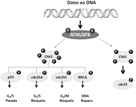 Figura 9. Esquema da via de dano ao DNA ATM/ATR. 